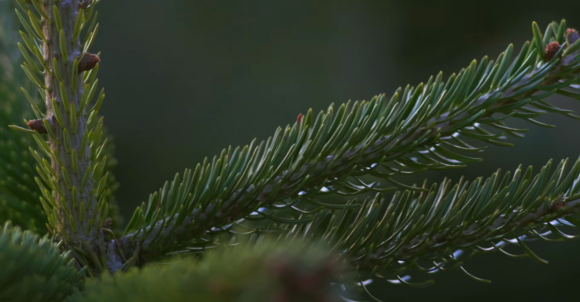 De mooiste Nordmann kerstbomen van Nederland