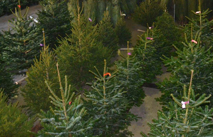 Matron Fonetiek reptielen 1kerstboom.nl - De beste kwaliteit Nordmann Excellent kerstboom uit  Denemarken
